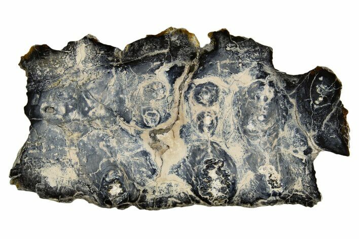 Polished Mammoth Molar Section - South Carolina #335415